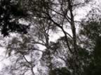 IMG_10.jpg (130kb)
